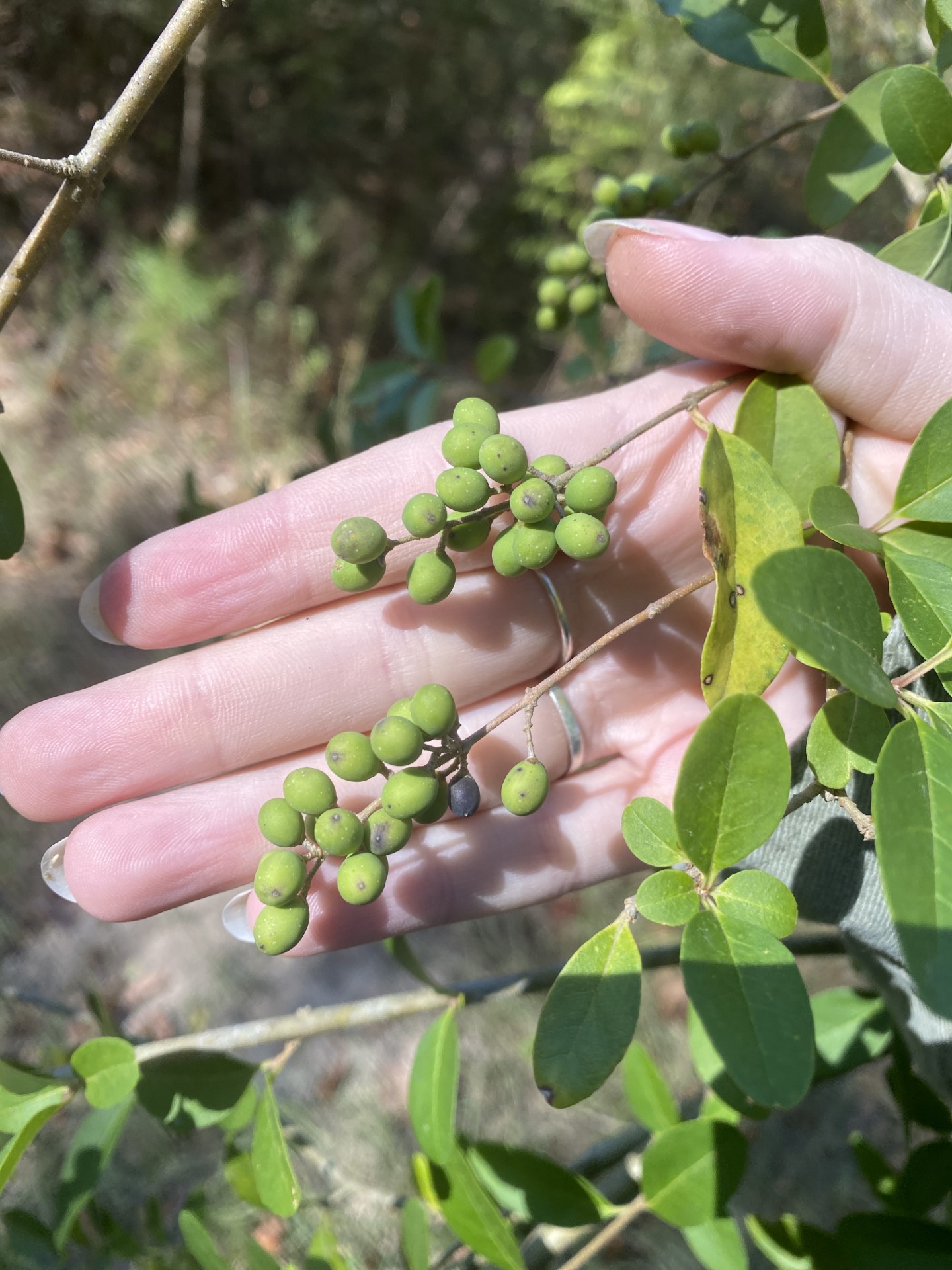 privet berries.jpg thumbnail